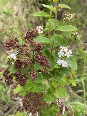 Spiraea stevenii