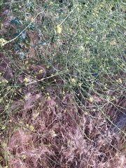 Brassiceae