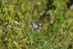 Solanum amygdalifolium