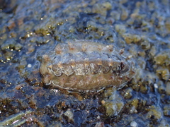 Acanthochitona crinita