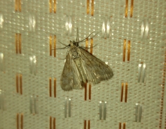 Cornifrons ulceratalis