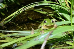 Hyla intermedia perrini