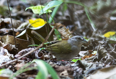 Arremonops chloronotus