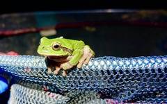 Hyla intermedia perrini