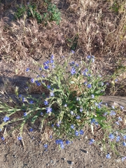 Anchusa azurea