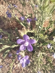 Anchusa azurea