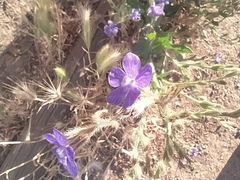 Anchusa azurea