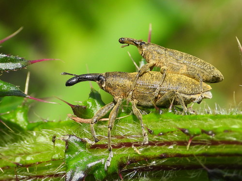 Elongated Bean Weevil
