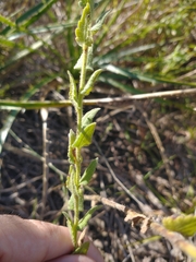 Chromolaena hirsuta