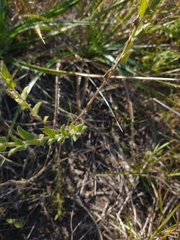 Chromolaena hirsuta