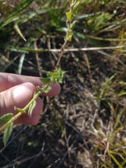 Chromolaena hirsuta