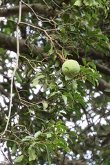 Landolphia kirkii