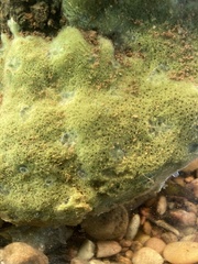 Spongilla