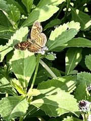 Phyciodes phaon
