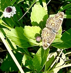 Phyciodes phaon