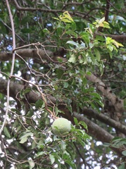 Landolphia kirkii