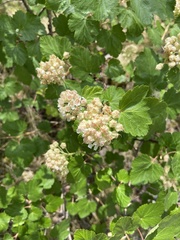 Physocarpus malvaceus
