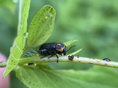Pachybrachis trinotatus