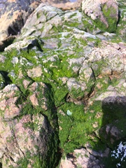 Rosenvingiellopsis constricta