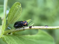 Pachybrachis trinotatus