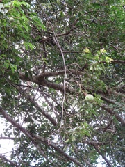 Landolphia kirkii
