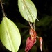 Lepanthes genetoapophantica - Photo (c) Kai Squires, some rights reserved (CC BY), uploaded by Kai Squires