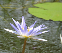 Nymphaea elegans