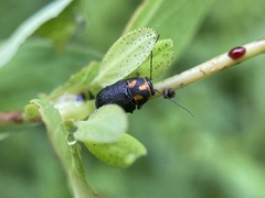 Pachybrachis trinotatus