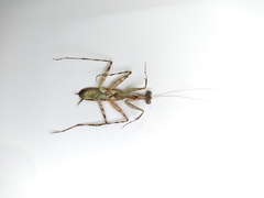 Liturgusidae