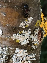 Camponotus novaeboracensis