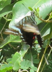 Graphium colonna