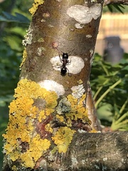 Camponotus novaeboracensis