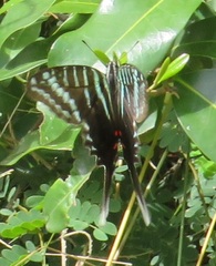Graphium colonna