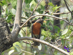 Turdus migratorius