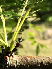 Camponotus novaeboracensis