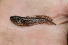 Lithobates virgatipes