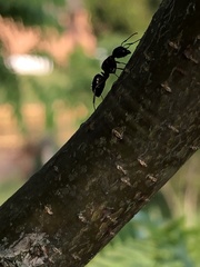 Camponotus novaeboracensis