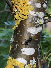 Camponotus novaeboracensis