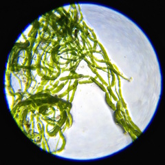 Rosenvingiellopsis constricta
