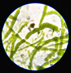 Rosenvingiellopsis constricta