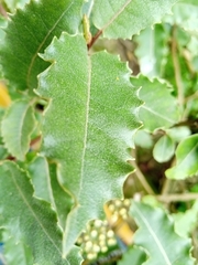 Olearia × macrodonta