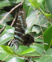 Graphium colonna