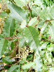 Olearia × macrodonta