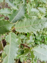Olearia × macrodonta