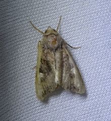 Euplexia benesimilis