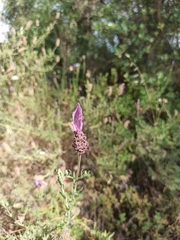Lavandula stoechas