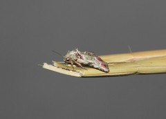 Chytonix splendens