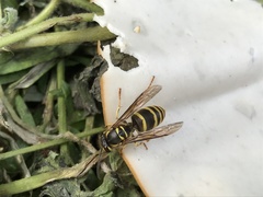 Vespula koreensis