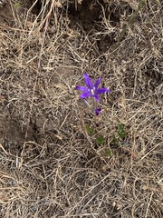 Brodiaea elegans hooveri