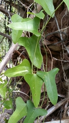 Smilax bona-nox image